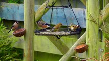 Little Birds 6 - Blackcap Bullfinch Goldfinch Greenfinch Male & Female