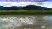 Time-lapse video shows flood tolerance in rice (40 seconds)