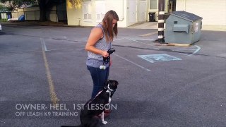 First heel lesson with Dupre! New Orleans Dog Trainers