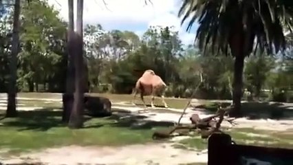 Camel walking Headless in African Park. -