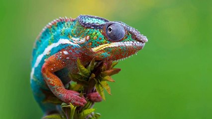 Macro Photography Compilation