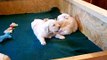 Puppies Playing Together For The First Time, 3 Weeks Old