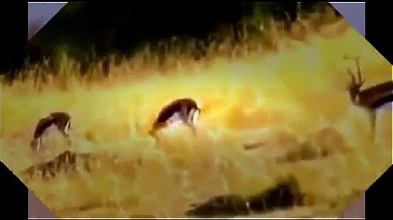 Wild boars vs dog | monkeys Vs wild dogs with music | Boars Vs Rhino | Animal planet