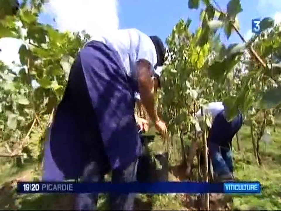 Vignes de l'Oise - Vignerons de Gouvieux