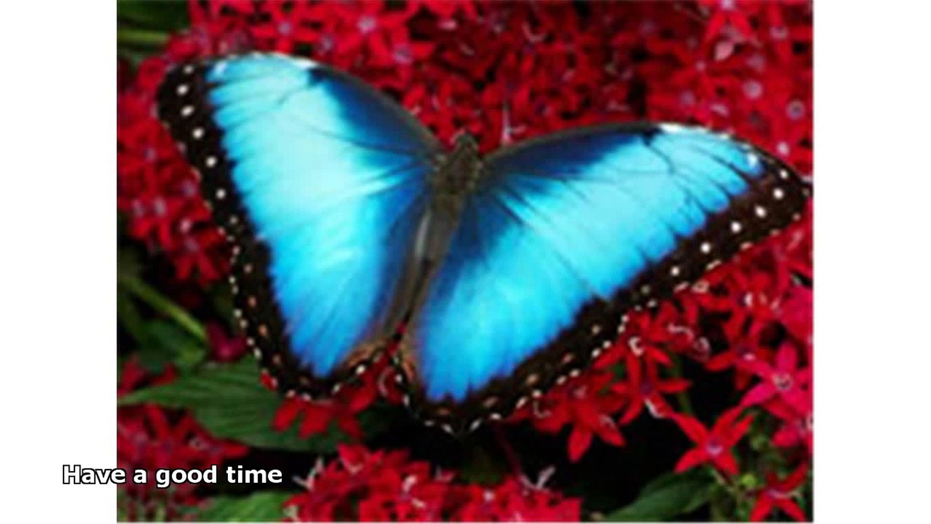 Fun facts about the blue morpho butterfly Telegraph