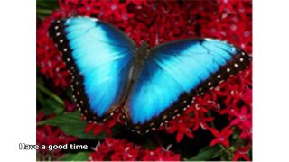 blue morpho butterfly facts