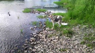 щенок учится плавать