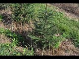 Small Norway Spruce Trees