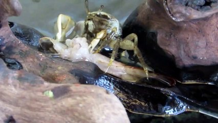caranguejo 'chama-maré' comendo camarão no aquário