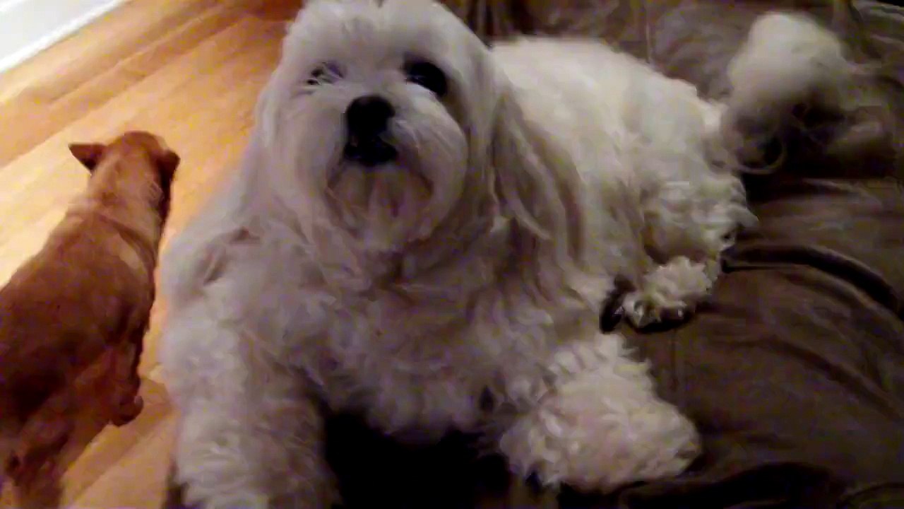 MY MOMS MALTESE ON STEROIDS!!  22.5 POUNDS