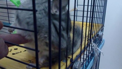 Chinchilla cute cuddles, cincilla coccole Grisù