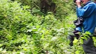 Mountain Gorillas in Rwanda and Uganda