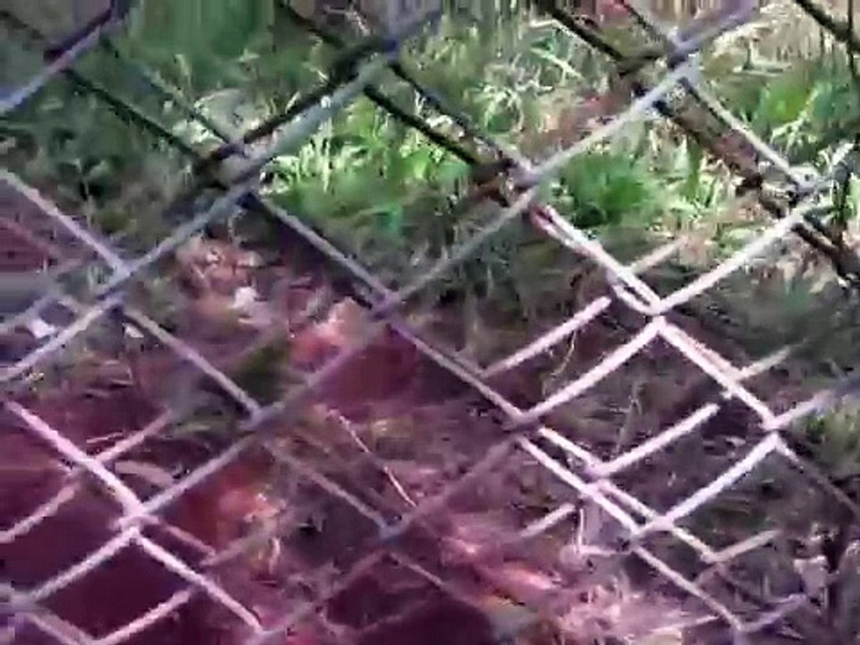 Kevin and the Bad Leopard
