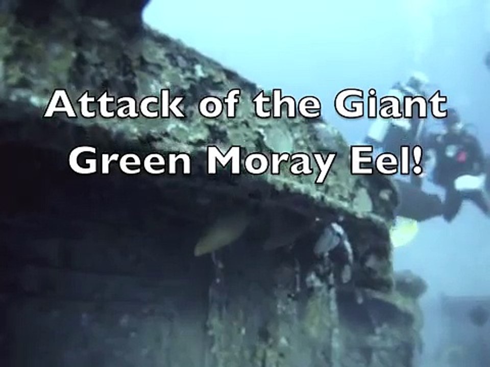 Attack of the Giant Green Eel!  Video by Craig Capehart