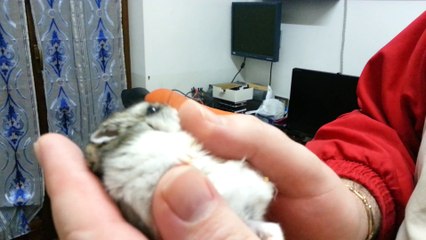 russian hamster licking fingers, Poldo criceto russo coccole lecca le dita