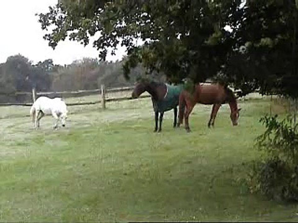 Hot pony to music