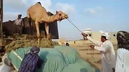 CAMELS  Mandi