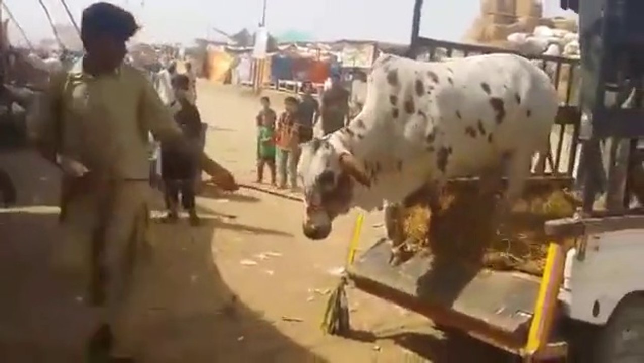 Dangerous Bull