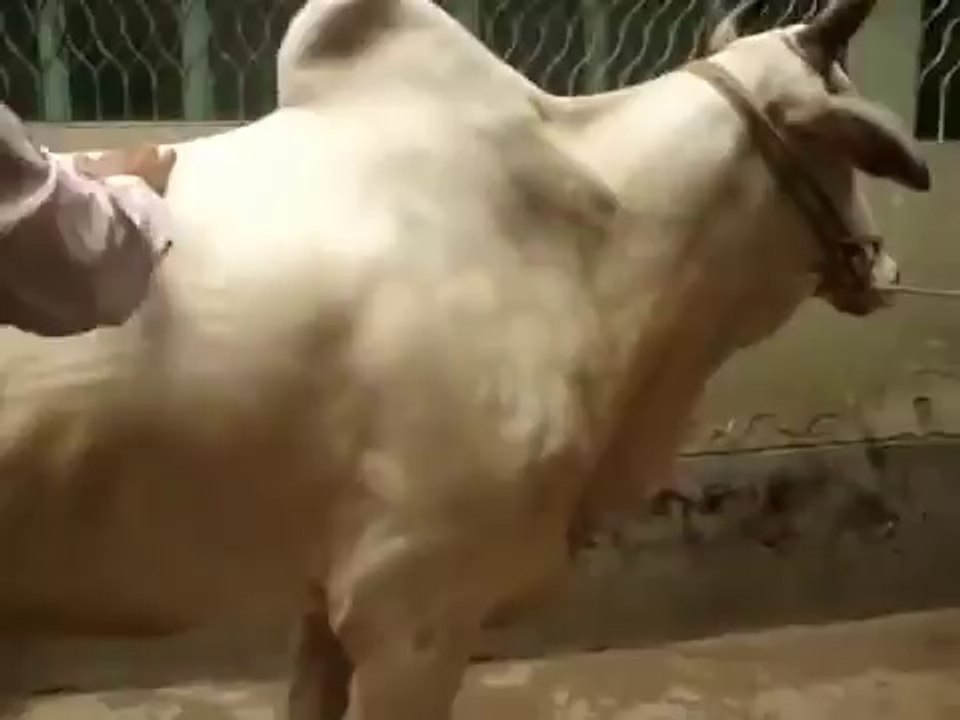 Angry Bull