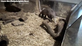 Philadelphia Zoo Aardvark Sniffing, and Sniffing