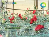 Сельское хозяйство в Азербайджане. Эфир 25.03.2012