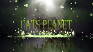 Animals videos   Fail Compilation 2015    Супер смешная подборка про котов 2015