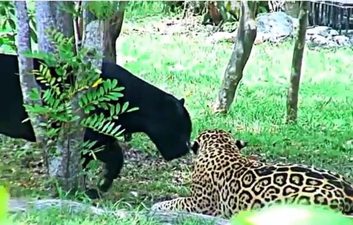 Jaguar vs Black Jaguar , Animal Attack Jaguar Documentary
