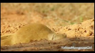 Yellow Mongoose in the Kalahari Desert