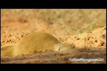 Yellow Mongoose in the Kalahari Desert
