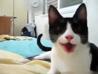 chú mèo tinh nghich