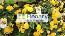 Benary's Nonstop Begonias