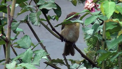 Filhote de passarinho - Birds Brazil