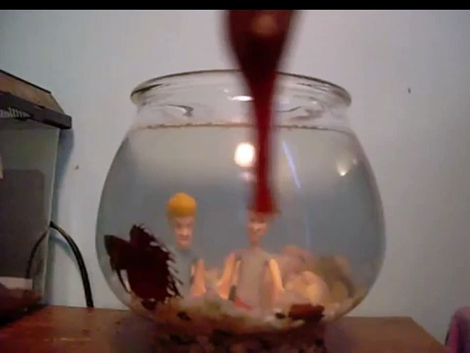 Betta Fish Freakout, Fighting or No? Hurt Himself...