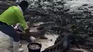 Fearless Men Feed A Bunch Of Hungry Crocodiles! [Full Episode]