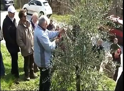 Potare l'ulivo e l'albero da frutta - Pratica (Parte 1 di 2)