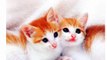 Cute Cat Images