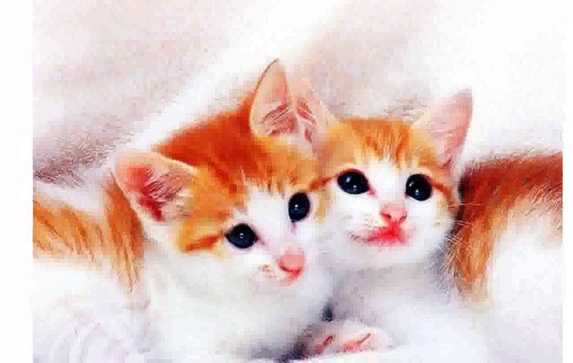 Cute Cat Images