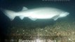 Deep Sea Fish Facts Episode 1: Bluntnose Sixgill Shark
