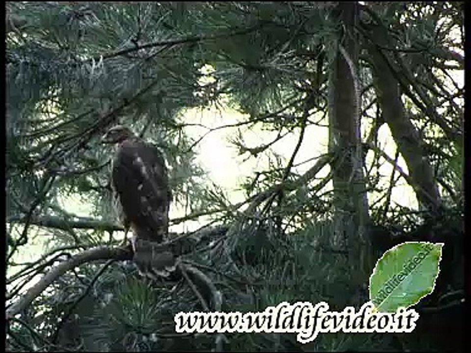 Goshawk - Accipiter gentilis