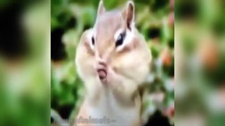 Pet and Animal Vine Compilation 2015 - funny animals Vines ● 2015