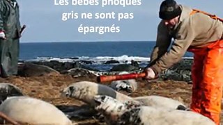 Chasse aux phoques gris Canada