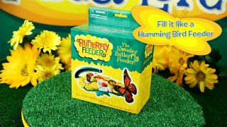 Insect Lore's Butterfly Feeder