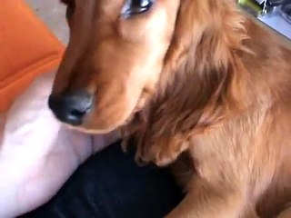 Gioia our happy funny dog! Crazy Cocker Spaniel. - video Dailymotion
