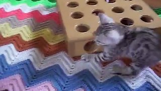 Silver Bengal Kittens play with peekaboo toy