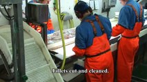 Работа в рибна фабрика (Fish factory work)