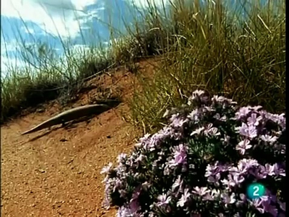 REPTILES - DOCUMENTAL