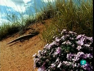 REPTILES - DOCUMENTAL