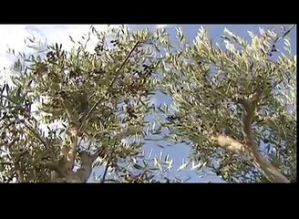 瀬戶之美 1 (繁體中文) - 香川縣的觀光信息