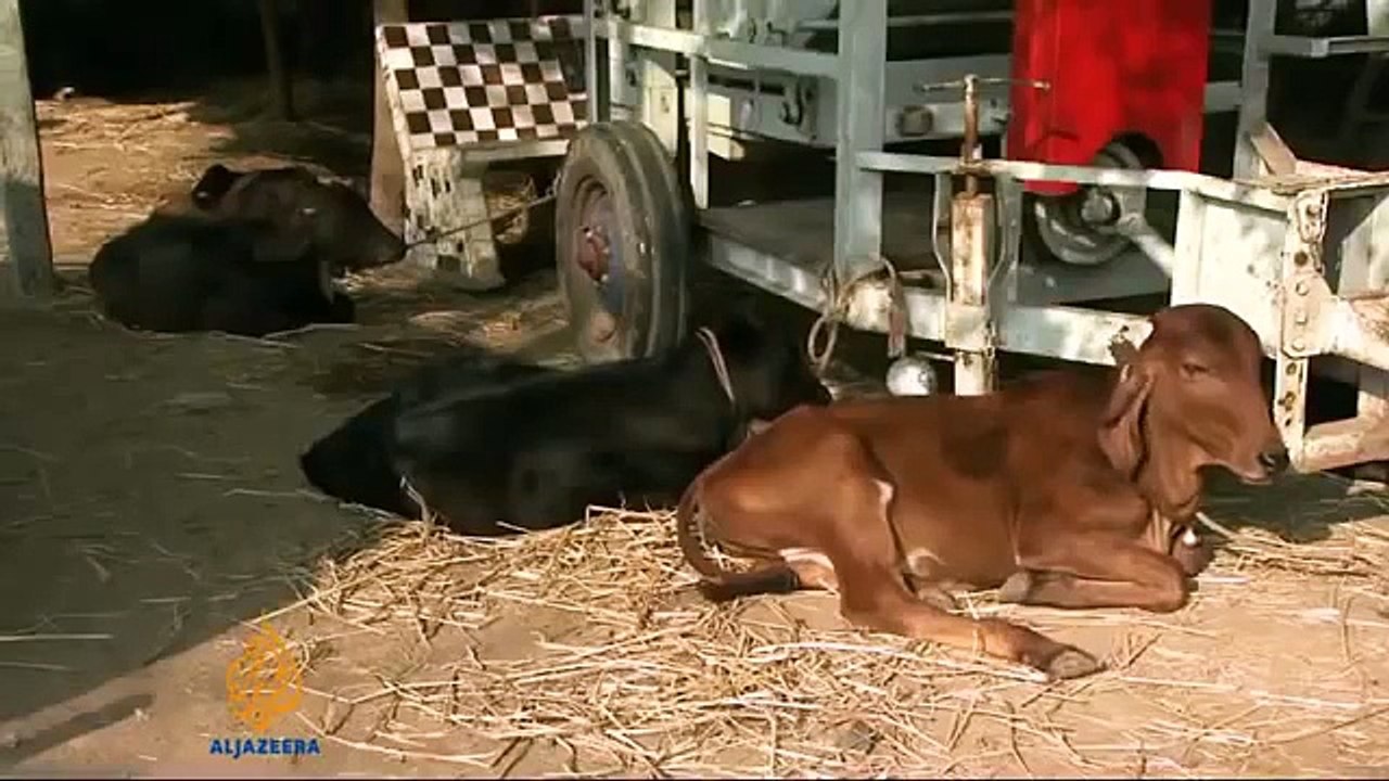 India's flourishing dairy industry