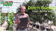 Matts Greenhouse Tips  -  What to Grow in Dutch Buckets